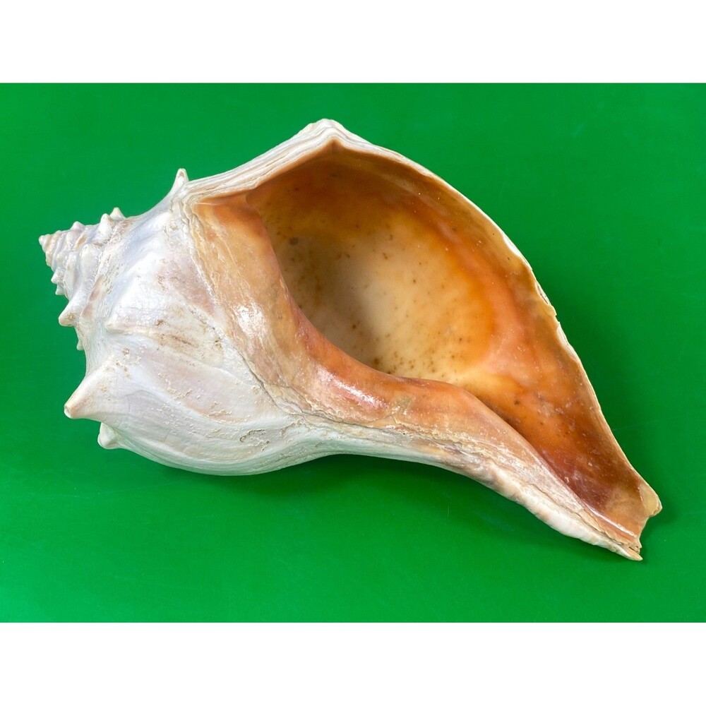 Large Natural Conch Shell 7.5" Caribbean Sea Shell Collectible Beach Decor